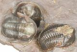 Cluster Of Five Unidentified Proetid Trilobites - Jorf, Morocco #362871-8